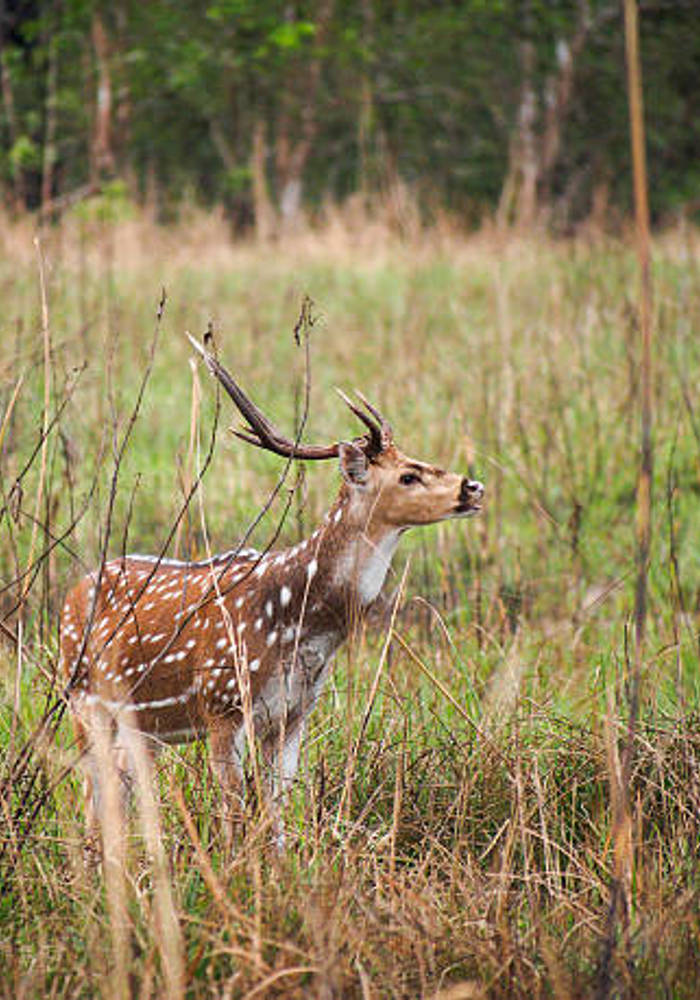 Bardiya National Park